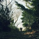 선흘리 백서향 및 변산일엽군락 | 선흘리 곶자왈 속... 동백동산