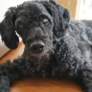 내추럴펫 | 내추럴발란스 강아지사료 네이버 펫 바우처 구매 후기