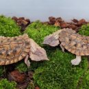 파충류샵KKZOO