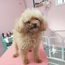 DOG LOVE WITH 란 이미지