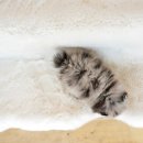 강아지분양 더펫 이미지