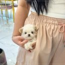 꽃강아지 이미지