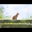 스트레이(STRAY)