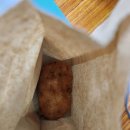 봄 펫살롱 이미지