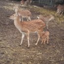 블루베리사슴농장 이미지