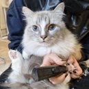 멍탕멍컷 이미지