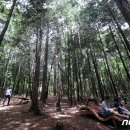 편백산림욕장 진입로 이미지