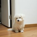 반려동물 의료센터 다울 이미지