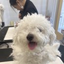 에이미 그루밍 이미지