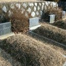 겟세마니 동산 이미지