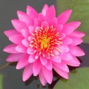 미스 시암 수련 -Miss Siam Water Lily-Nymphaea Miss Siam-내한성 수련 이미지