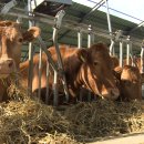 한우사랑수정 이미지