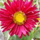 꽃편지길 이미지