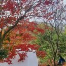 옥정산닭 이미지