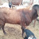 다모아농장 이미지