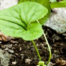 두리반디 이미지