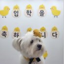러닝독 스테이 | 김포애견유치원 러닝독스테이 강아지도 만족하는 강아지유치원 추천드립니다!