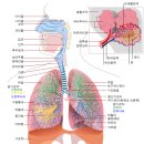 국선도(단전호흡)C | 회전근개 치유 프로젝트5 - 횡경막 호흡과 몸의 균형