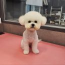 우한수 애견미용실 이미지