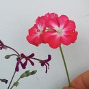 센티드SCENTED 이미지