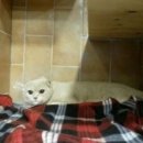 세계로동물병원 네이버블로그