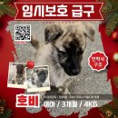 호비/여아/3개월 이미지