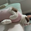 필종합동물병원 이미지