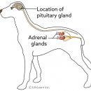 24시 스탠다드 동물의료센터 이미지