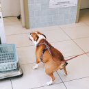 앨리스동물병원 이미지