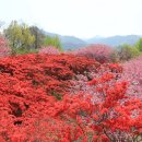 완산-21 Daum카페
