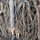 까치슈퍼 이미지