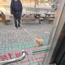 애견호텔 나무야 | 경주애견동반호텔-키녹 방문 후기