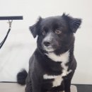 다솜애견미용실 이미지