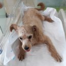 망미동물병원 이미지