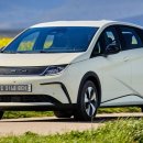 화이트돌핀 이미지