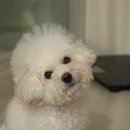 furson 이미지