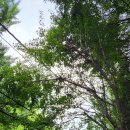 현충근린공원(흑석동_달마사입구) | 서울 - 서달산, 동작대