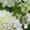 7월의 백당나무꽃 이미지