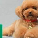 pet63나4586 하퍼스바자 코리아