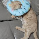 신성메디칼 | [SUB수술]고양이 요로결석(요로폐색)으로 인한 SUB 수술 후기(1)
