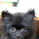 꼬마애견샵 이미지