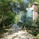 치악산둘레길 9코스 자작나무길 이미지