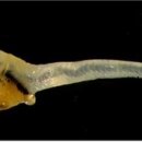 북부유전자 이미지