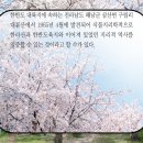 제주 왕벚꽃 축제 이미지