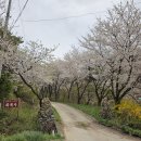 가곡마을 입구 | [충남,등산] 홍성 삼준산 등산! 주차장-정상-연암산-천장사-원점! 벚꽃 보러~ 후기!