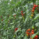 덕정농장 이미지