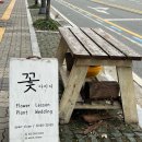 4344 | [대전 도안동 꽃집] 아미디 꽃집(Amidi)에서 반려식물 아스파라거스 플루모서스 모셔와따🌱