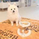 강아지세상 고양이세상 | 강아지식기 고민 끝! 리틀팩토리강아지고양이높이조절식기1구 사용 후기