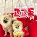 고고독 이미지