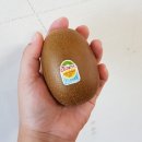 빅키위 이미지
